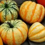 Squash 'Carnival F1'-0