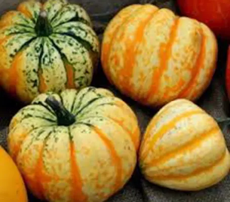 Squash 'Carnival F1'-0