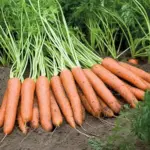 The 'Napoli F1' carrot has assumed cult status with growers who rave about its sweet flavour and uniform growth.