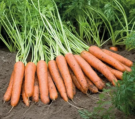 The 'Napoli F1' carrot has assumed cult status with growers who rave about its sweet flavour and uniform growth.