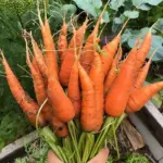 Deep orange red colour, this stubby, thick-shouldered favourite yields smooth, uniform conical roots best harvested 12 to 15cm long