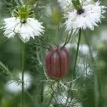 'Albion Black Pod' is much less common than the usual nigella varieties.