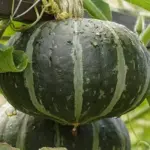 Squash 'Groene Hokkaido', Organic -0