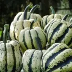 Sweet Dumpling It has a creamy white colour streaked and speckled with dark green.