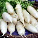 Radish 'Zurich Market', Organic -0