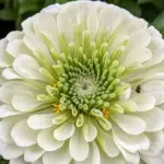 Zinnia 'Lilliput' is a superb early-flowering, medium height series which is very floriferous and blooms in profusion all summer long.