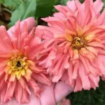 The more you harvest, the more they bloom, providing colour from mid-summer to autumn.