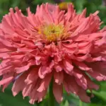 Cactus Flowered Zinnias are so named for their unique spiky appearance.