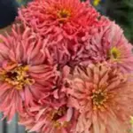 They produce peach, cherry and salmon-pink blooms each with ruffled, ribbon-like petals.