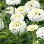 They are extremely easy to grow from seed and are the perfect flower for beginners.