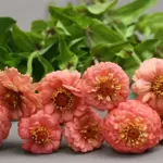 Zinnia elegans, 'Lilliput Salmon'-18511