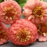 Zinnia elegans, 'Lilliput Salmon'-0