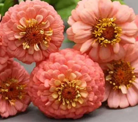 Zinnia elegans, 'Lilliput Salmon'-0