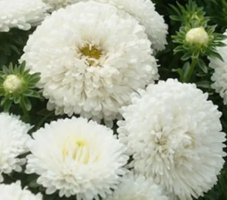 The Chrysantella series is a magnificent form and is rightfully considered a masterpiece of flower breeding.