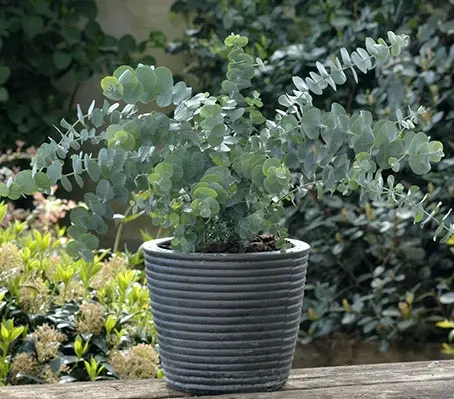 Wonderfully ornamental, Eucalyptus pulverulenta 'baby blue' is the silver dollar of florists worldwide.