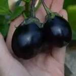 Aubergine 'Bambino' is an early dwarf variety ideal for growing in pots or small vegetable patches.