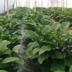 The plants grow to a height of around 40cm (16in) tall with a stocky habit.