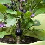 The purple flowers are followed by multiple small purple cocktail type fruits.