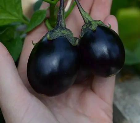 Aubergine 'Bambino' is an early dwarf variety ideal for growing in pots or small vegetable patches.
