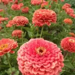 Densely packed with petals, it feature the most fashionable, tropical coral-salmon coloured broad blooms.