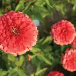 Large, double blossoms that are densely packed with petals