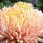 The flowers of Aster 'Chrysantella Pink Mother of Pearl' are nothing short of spectacular.