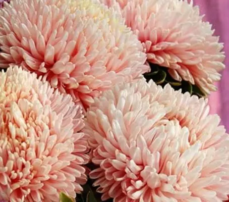 The flowers of Aster 'Chrysantella Pink Mother of Pearl' are nothing short of spectacular.