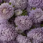 Callistephus chinensis 'Chrysantella, Moonstone' -0