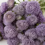 Callistephus chinensis 'Chrysantella, Moonstone' -18543