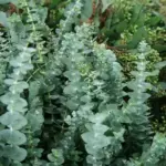 Each plant produces loads of stems that are perfect for flower arranging and can also be dried for later use.