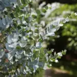 Bred especially to provide small, round silver-blue-green leaves 'Silver Drop' is better for fine floral work.