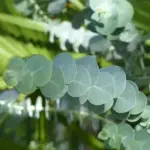Elliptical, aromatic, blue-green leaves stacked along lengthy, multi-branched stems