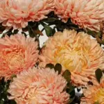 The Chrisantella series is a magnificent form and is rightfully considered a masterpiece of Aster breeding.