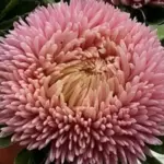 The Chrisantella series is a magnificent form and is rightfully considered a masterpiece of Aster breeding.