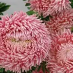 Callistephus chinensis 'Chrysantella Living Coral' is an unusual deep coral-pink.
