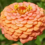 ‘Oklahoma Salmon’ Zinnia is a treasure, a warm salmon-peach that combines well with anything.
