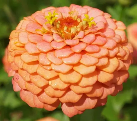 ‘Oklahoma Salmon’ Zinnia is a treasure, a warm salmon-peach that combines well with anything.