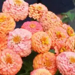 Zinnia elegans is a ‘cut-and-come-again’ flower, yielding multiple cuts over the season.
