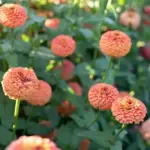 The blooms are held high on exceptionally strong stems that grow 90cm (3ft) tall and hold up in challenging weather conditions.