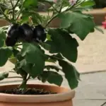 Equally suited for growing in a container or in the garden