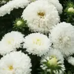 The large milk-white flowers of 'Phantom of the Opera' are nothing short of spectacular.