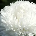 The large milk-white flowers of Aster 'Chrysantella Phantom of the Opera' are nothing short of spectacular.