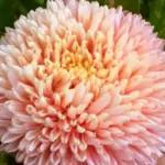 Callistephus chinensis 'Chrysantella, Cameo Pink, Mother of Pearl' -18573