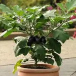 Aubergine 'Patio Baby F1' reliably produces flavoursome, oval fruits with beautiful glossy purple skins.