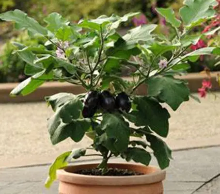 Aubergine 'Patio Baby F1' reliably produces flavoursome, oval fruits with beautiful glossy purple skins.