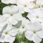 Pure white blooms combined with a delicious scent.