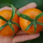 Tomato 'Auriga' Organic-18693
