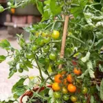 Tomato 'Auriga' Organic-18690