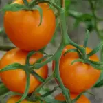 Tomato 'Auriga' Organic-0