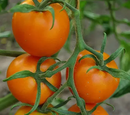 Tomato 'Auriga' Organic-0